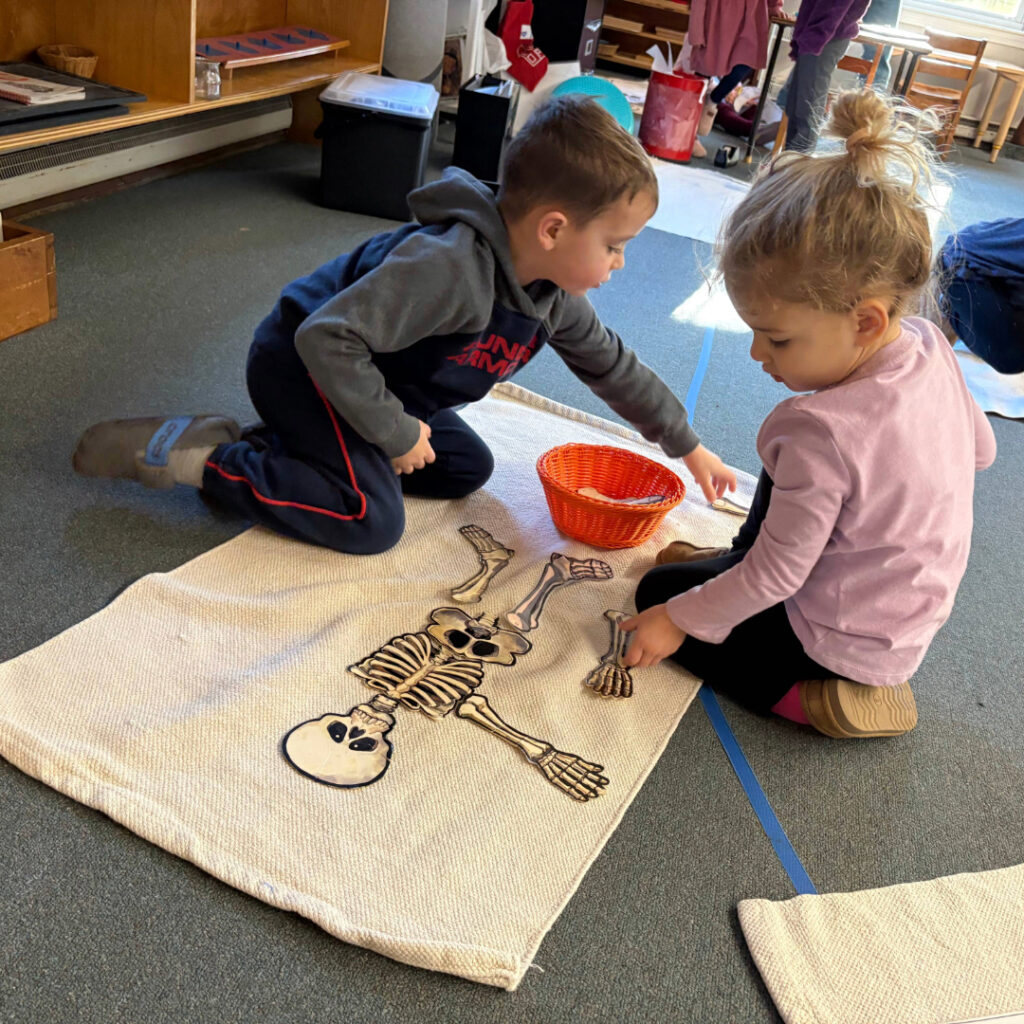 Students working on building a skeleton as part of the Body Unit.